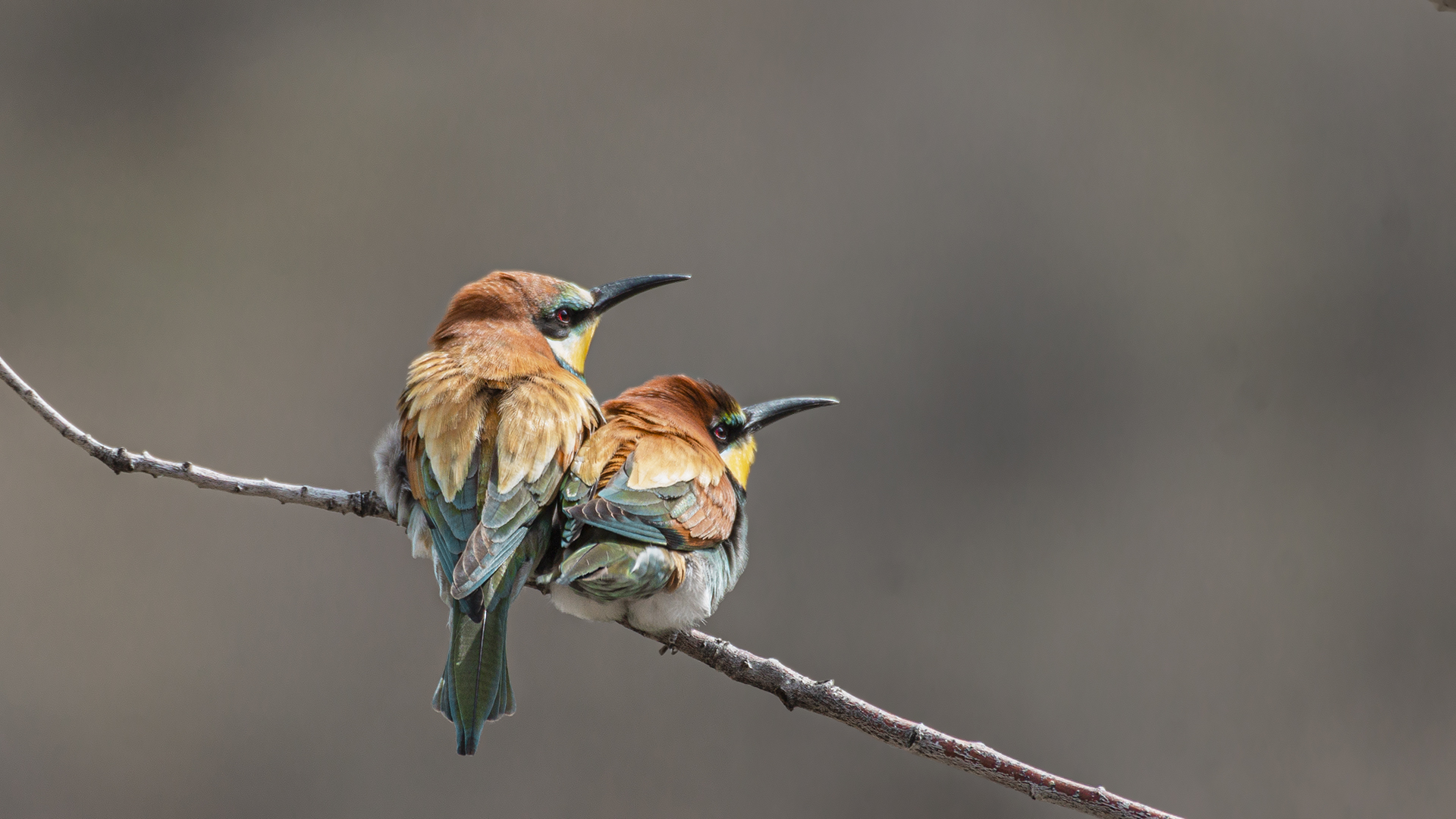 European Bee-eater